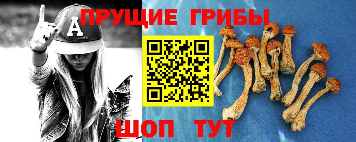 Псилоцибиновые грибы Psilocybe Сосновоборск
